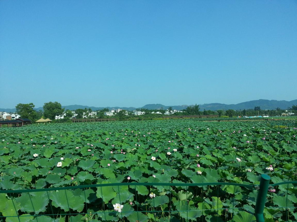 百花洲之行,龙桥文化生态游