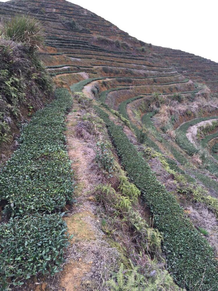 福建早春的生态茶山,周末采集篇 - 安溪游记攻略