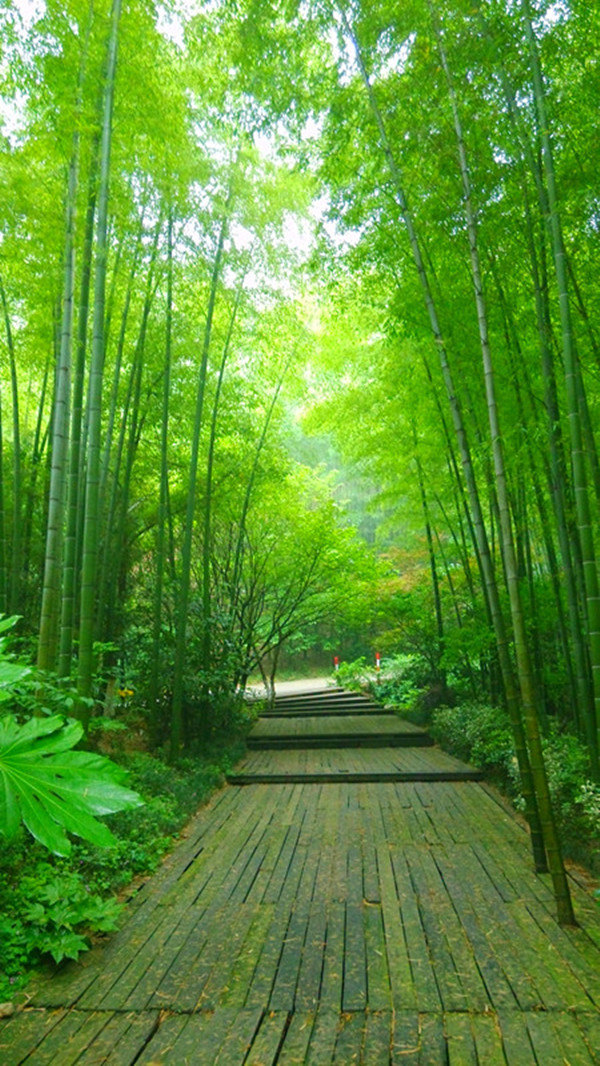 空气非常清新,湖水清澈见底,满眼的竹绿,在一片竹林中感觉非常舒服.
