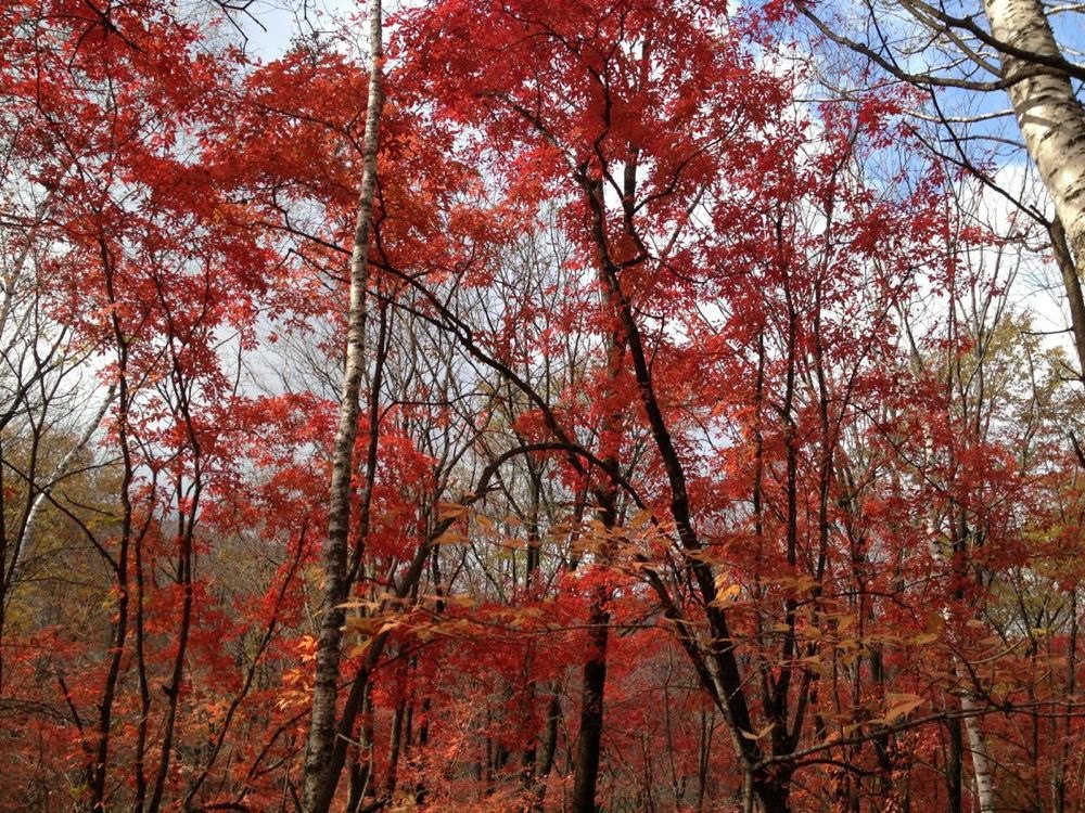 拉法山国家森林公园