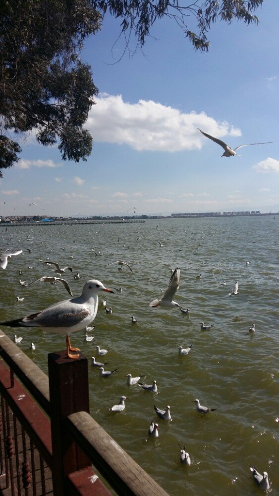 【携程攻略】昆明滇池景点,海埂公园,感受滇池浩淼,海鸥灵性.