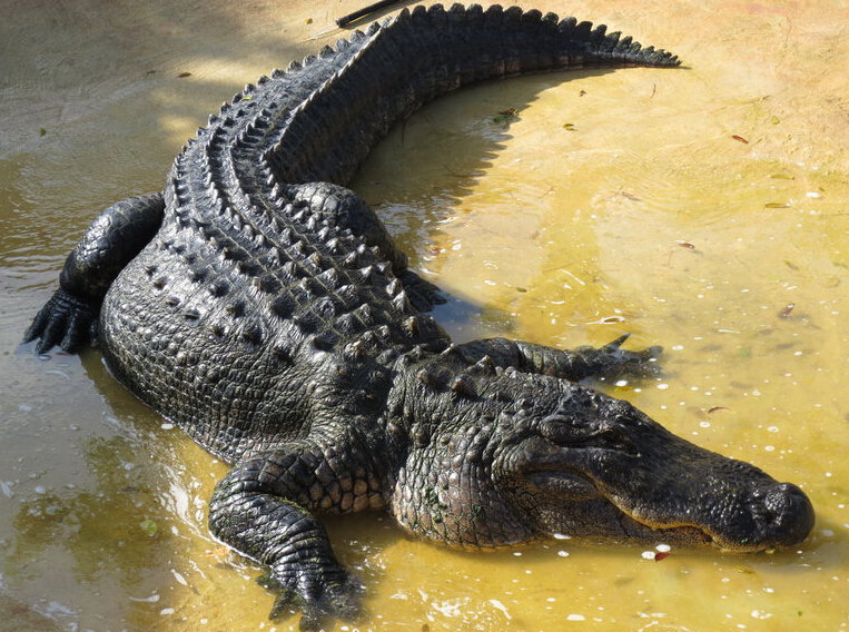 沼泽章鱼vs鳄鱼
