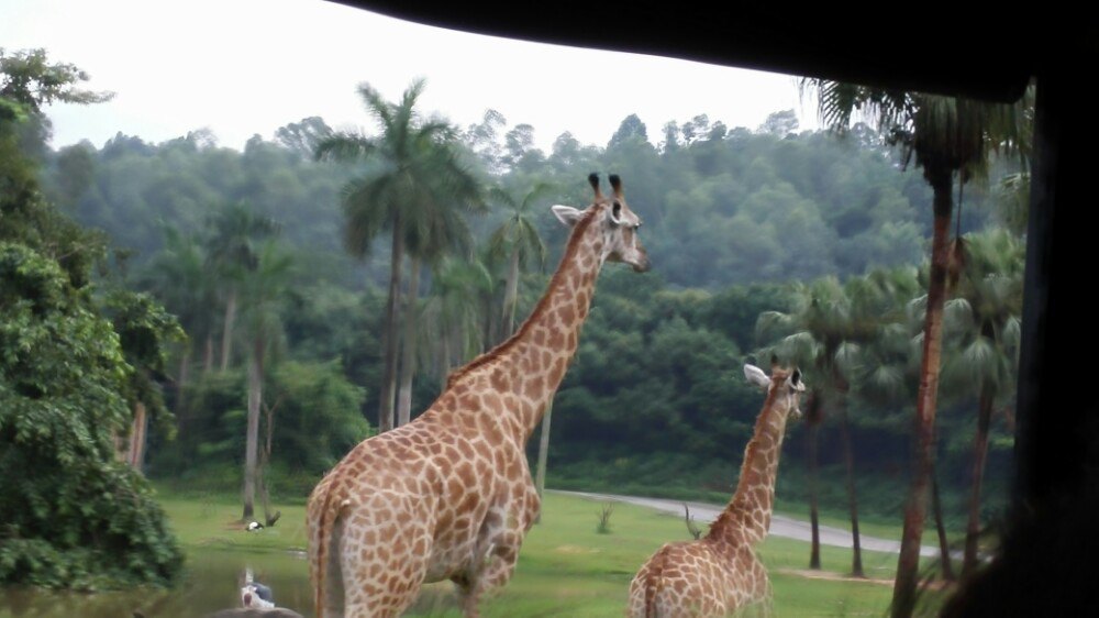 长隆野生动物世界