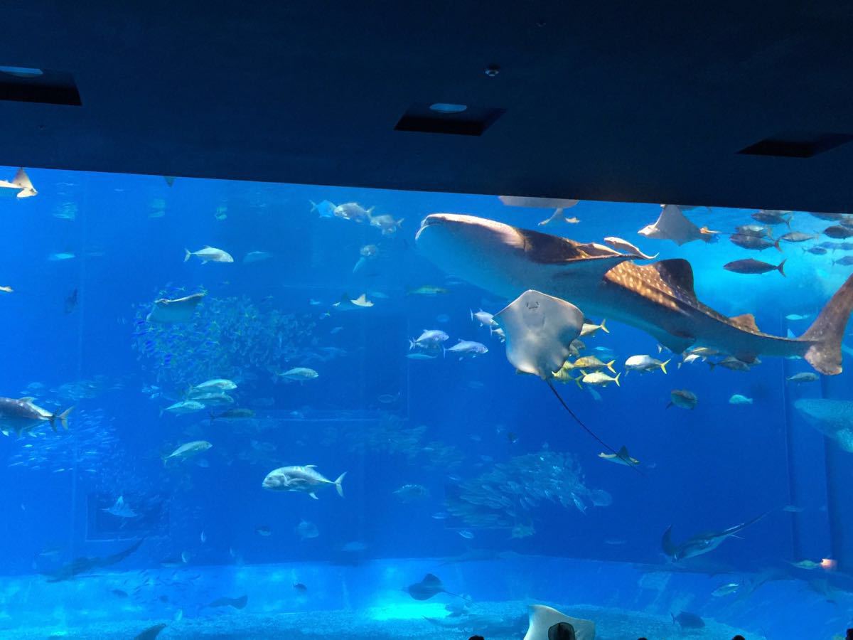 冲绳美丽海水族馆