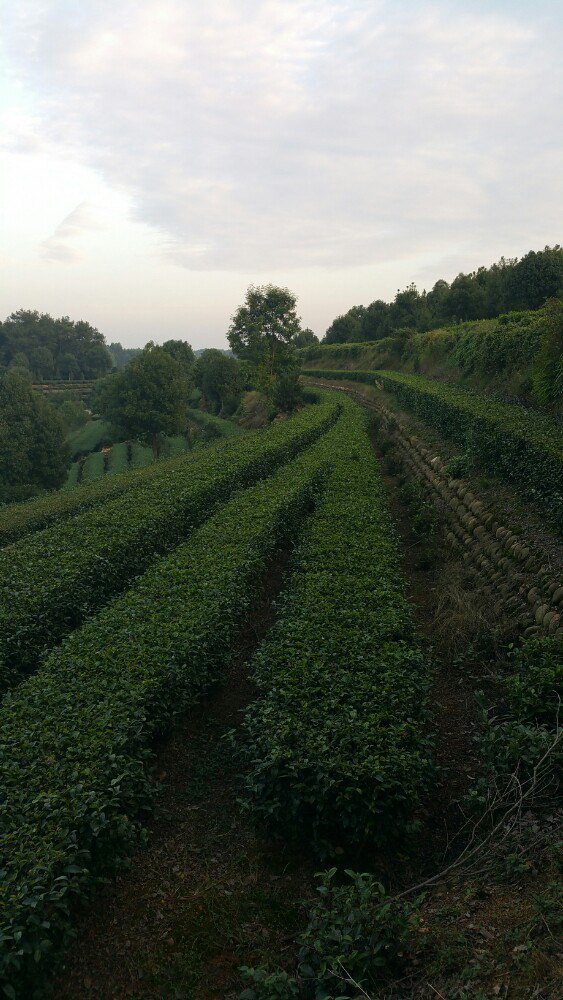 夹江天福观光茶园