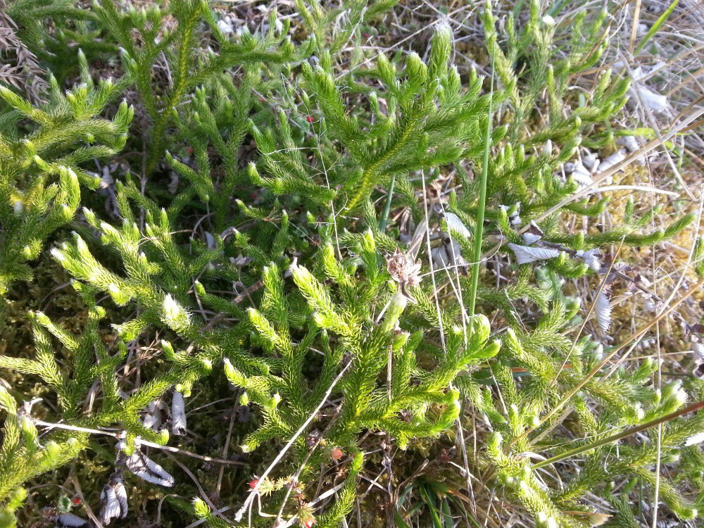 高黎贡山植物园