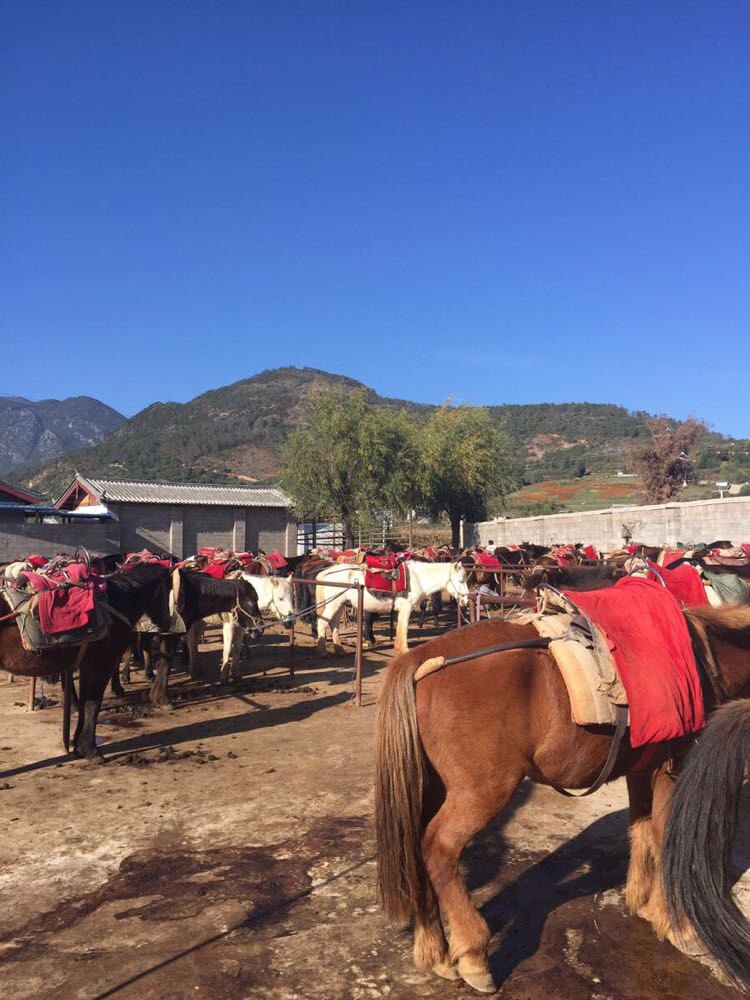 茶马古道美泉马场