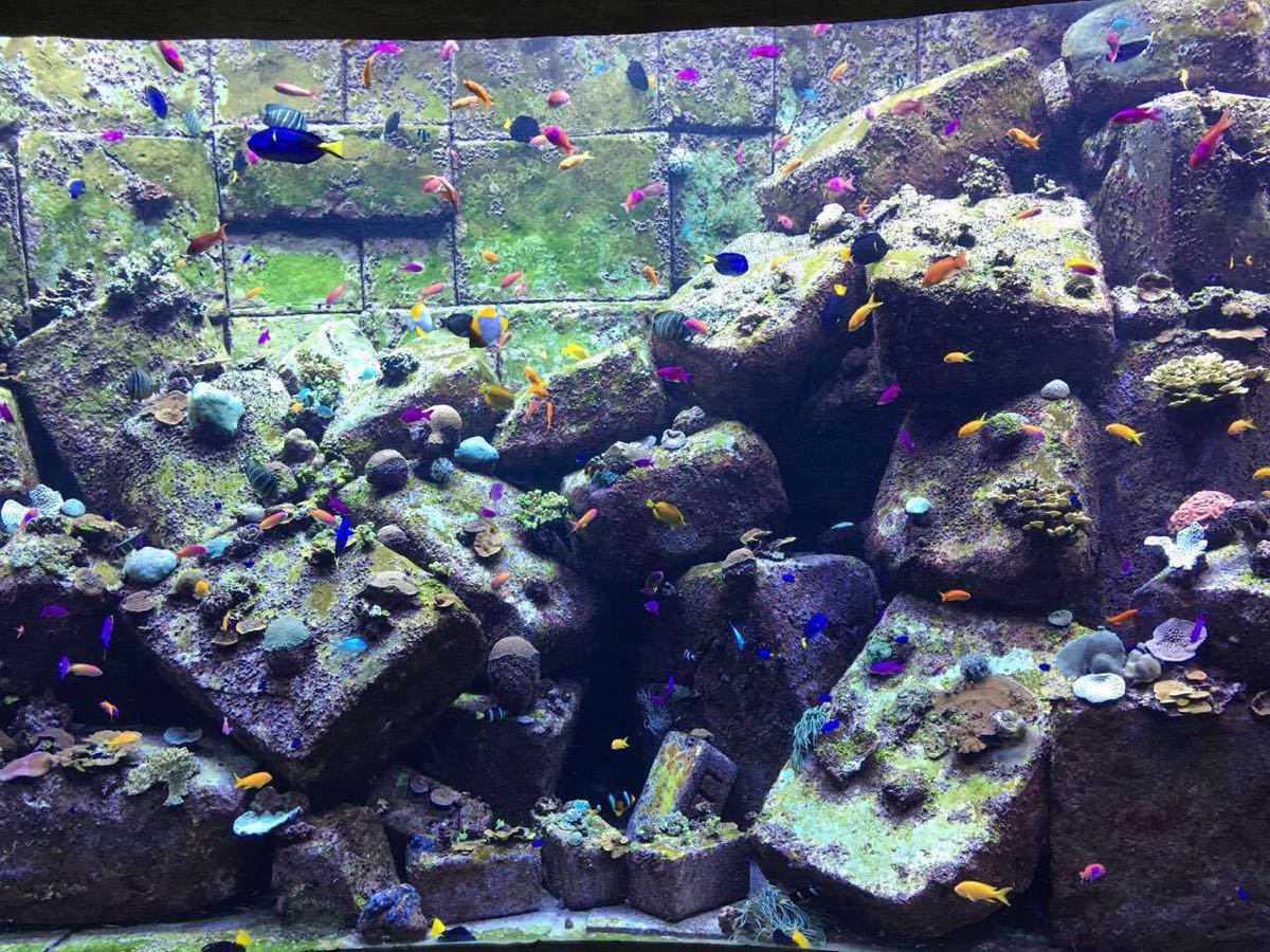 迪拜失落的空间水族馆