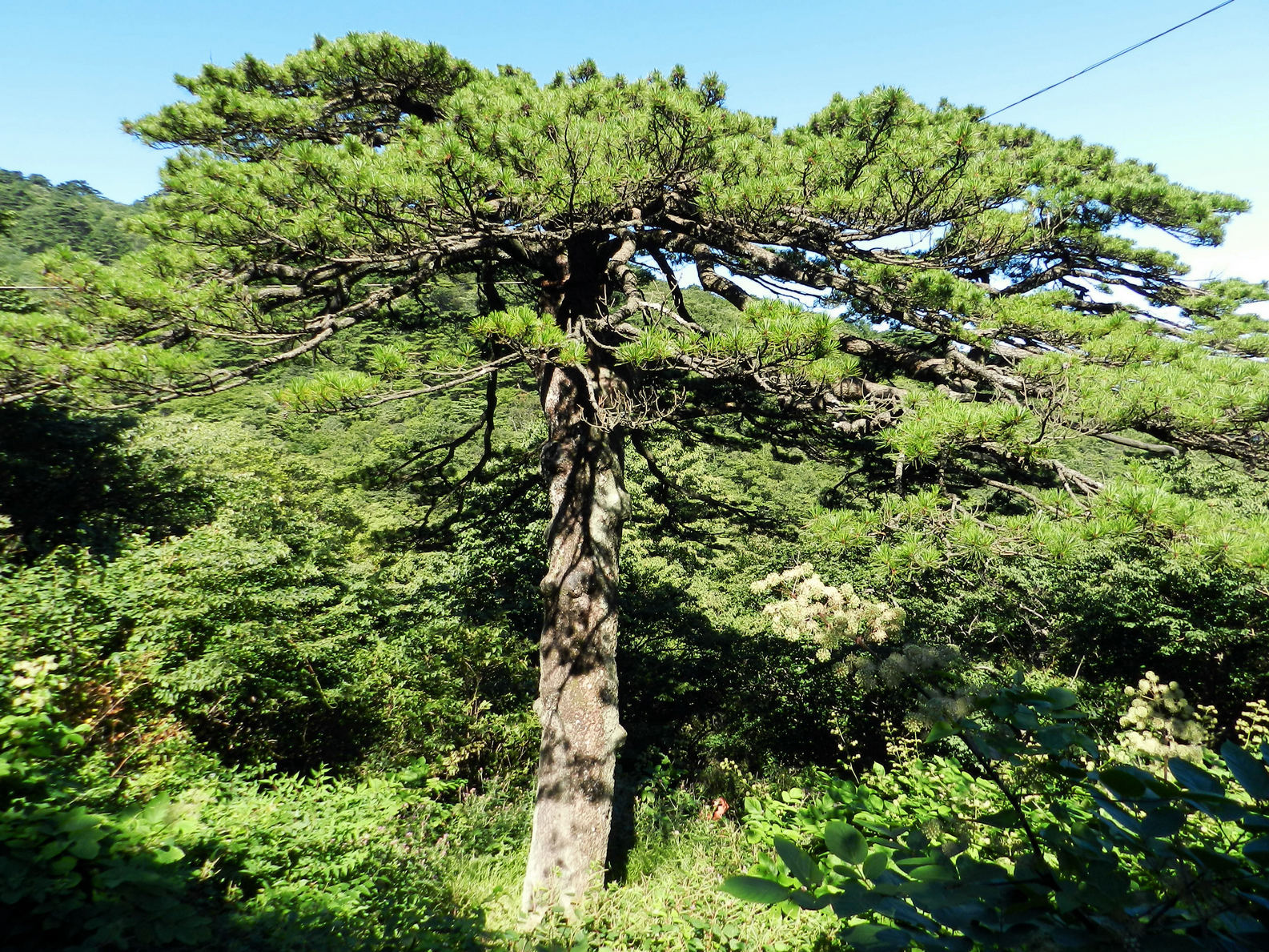 松树                             黄山的松树传承着几百年甚至上
