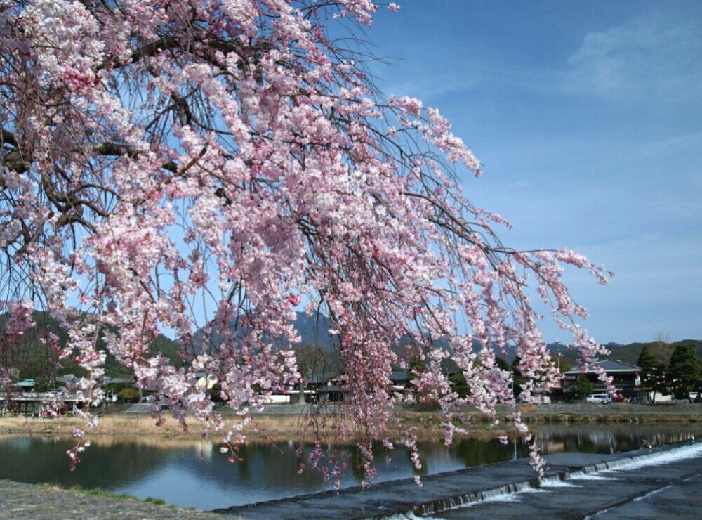 嵯峨野