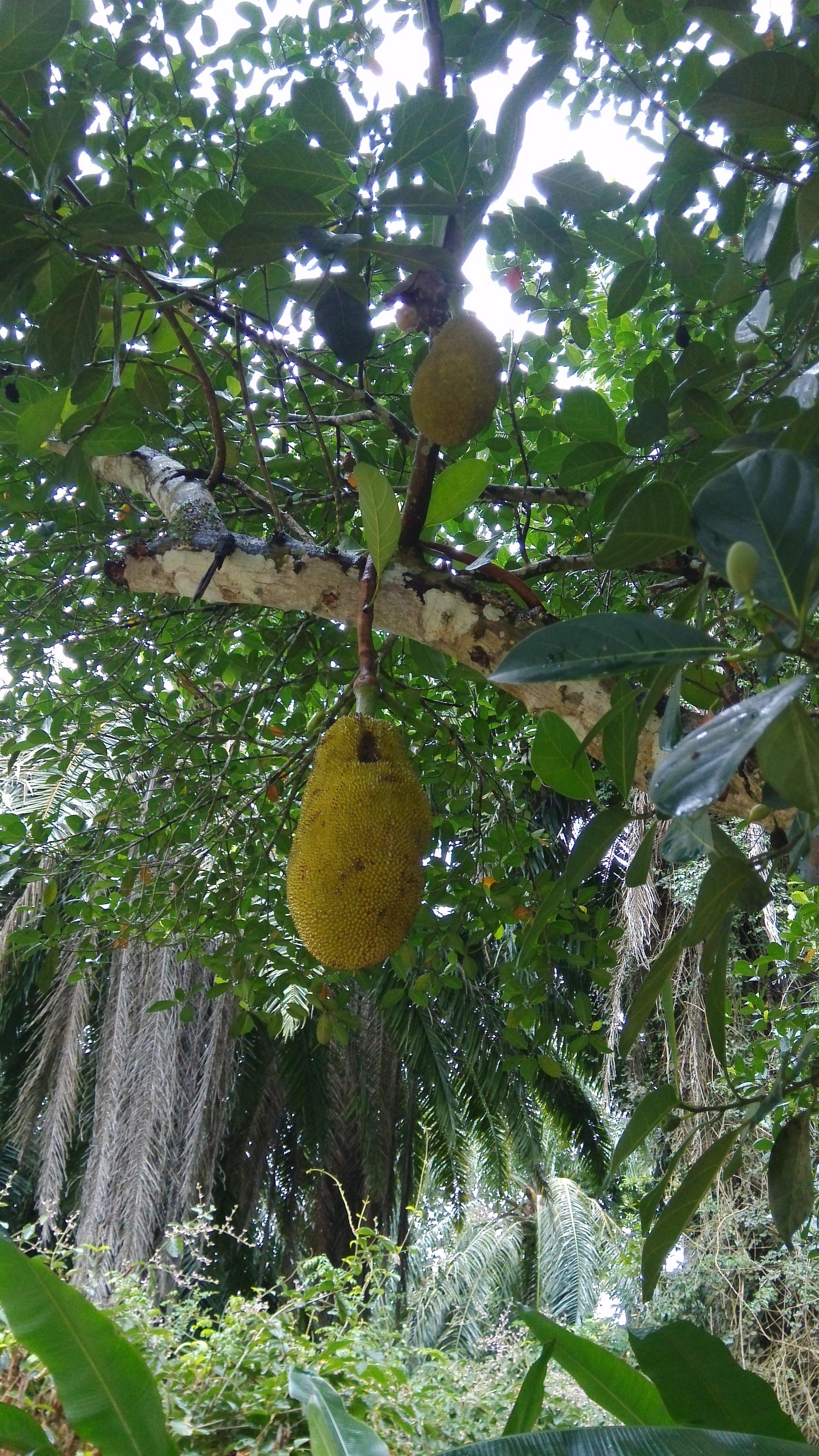 中科院西双版纳热带植物园对于喜欢植物的我来说是一个天堂,也是我去版纳的主要目的地。2016.1.25我和孩子游览了植物园,虽然天公不作美,总是淅淅沥沥的小雨,但是还是觉得不虚此行,甚至觉得逛一天都不够,下次来准备住在植物园中的王莲酒店:) 首先是交通,景洪到这里有郊县车,21元一个人