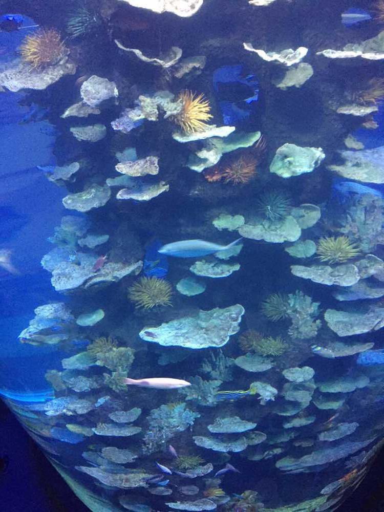 壁纸 海底 海底世界 海洋馆 水族馆 750_1000 竖版 竖屏 手机