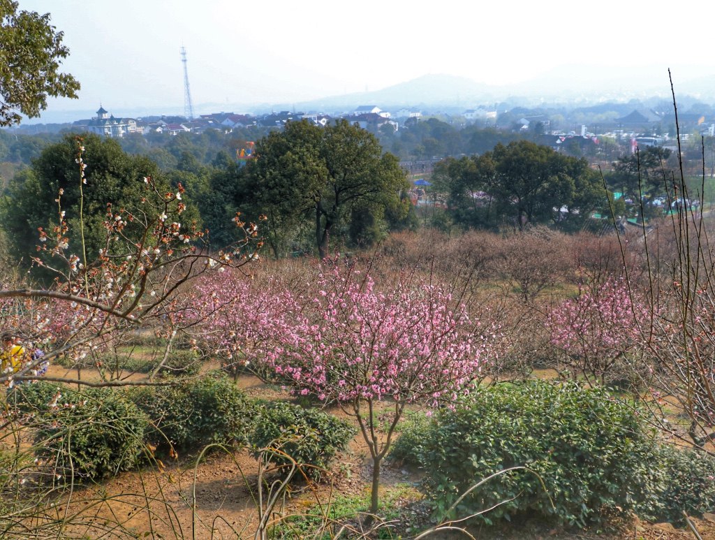 香雪海