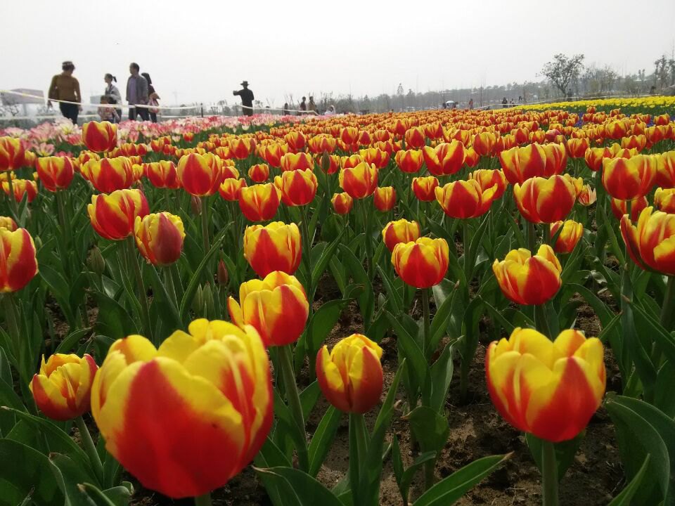          花展人超多,不过郁金香