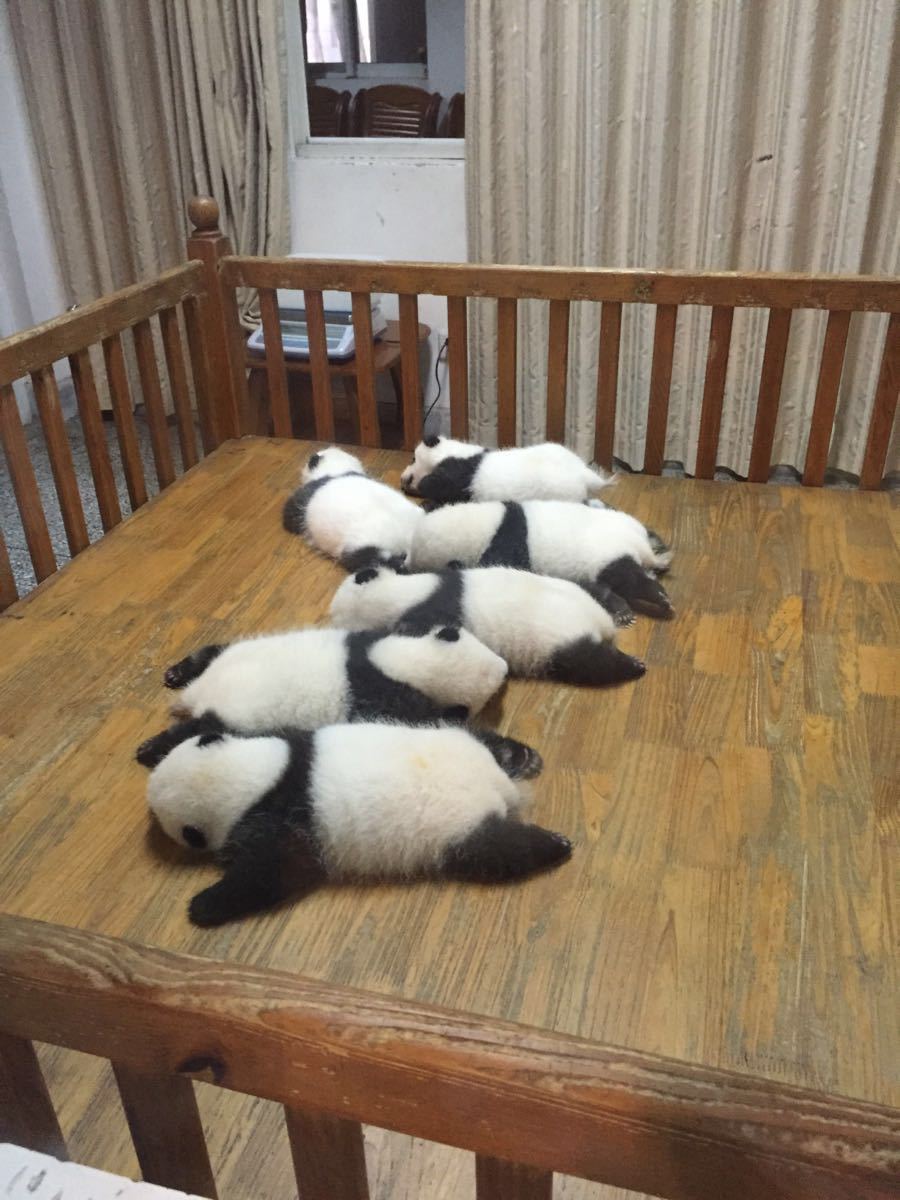 我爱熊猫 手机和相机里的内存被占的满满的!
它可以颓 可以懒 可以躺着 可以爬树 可以打滚 可以吃竹子 可以打架 可以小而萌也可以大而呆!
还有小熊猫和自由的孔雀可以观看哦!
一般大家都会推荐早上去 因为当时熊猫们会比较活跃!不过我下午去 但是这一天的主要任务就是看熊猫 所以我直接呆到闭园 所以该看的熊猫没少看!就是当天成都天气不好 活动场都关了&