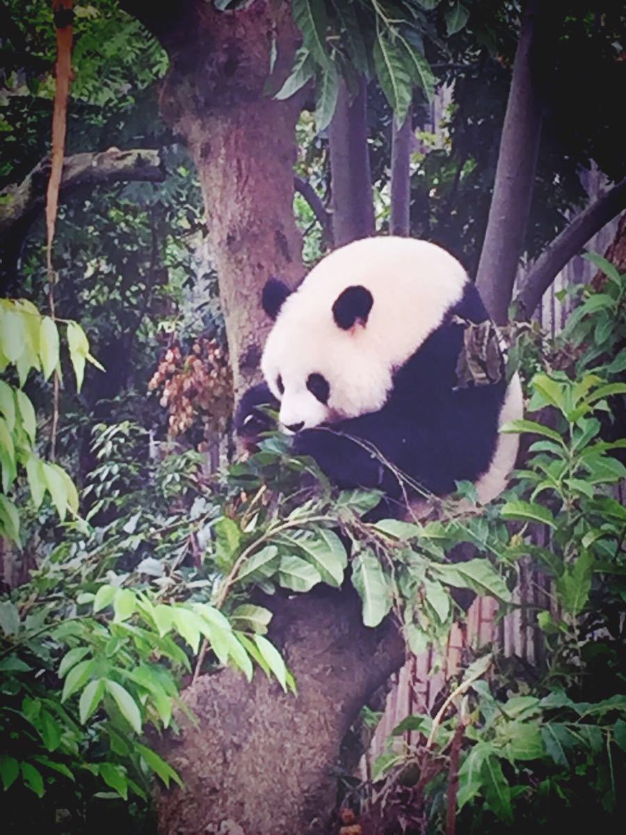 我们坐的后半夜飞机,看网评说要早点去不然大熊猫就回室内了,故早上7:30就到了。超冷,虽然看网评说很冷,但还是让我这个北方人超出了预期。实际上冬天不用这么早,天气不热熊猫不会怕热早回室内的,冬天差不多9:30到就可以了,太早也没有熊猫出来因为她们要吃早餐:),工作人员9点多才发他们出来。景区游客服务中心弄的很贴心,有免费手机充电、母婴室、婴儿推车、轮椅车、存包柜等。我们不知道拉着行李箱转了一圈,要走时想接水才发现的。小熊猫真的太可耐了毛茸茸一团,大熊猫们就是大家印象里的一直忙着吃,熊猫产房没有开放在装修,