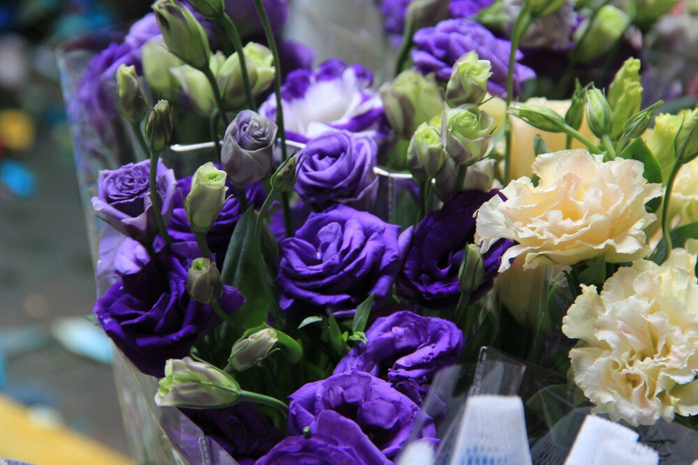 今天干从斗南国际花卉市场买来的这两盆,电脑