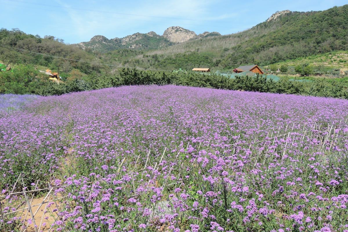 紫云花汐薰衣草庄园