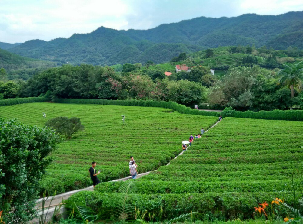 雁南飞茶田景区