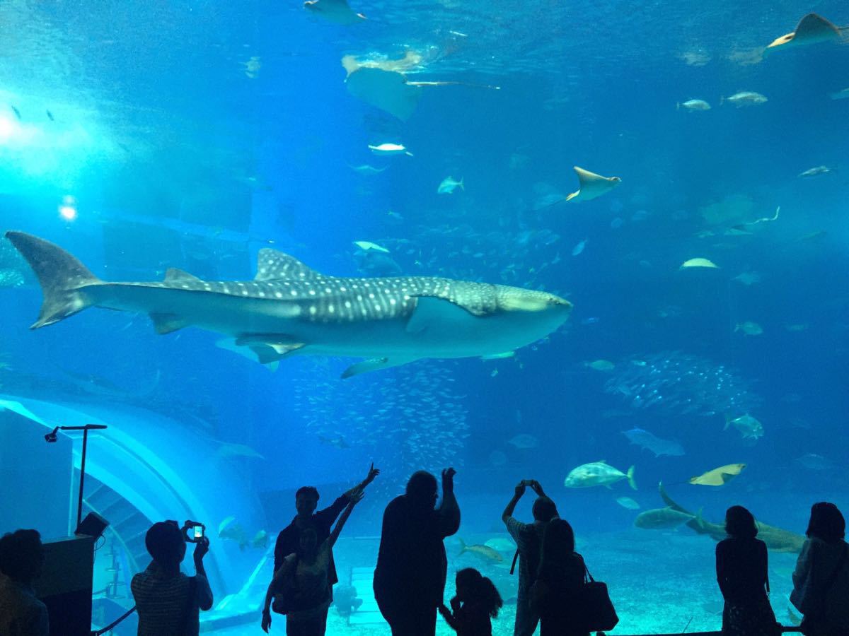 冲绳美丽海水族馆