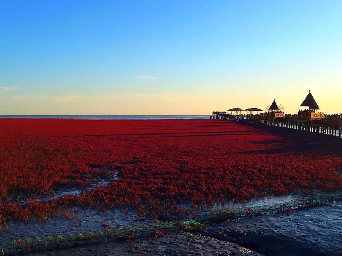 盘锦红海滩风景区