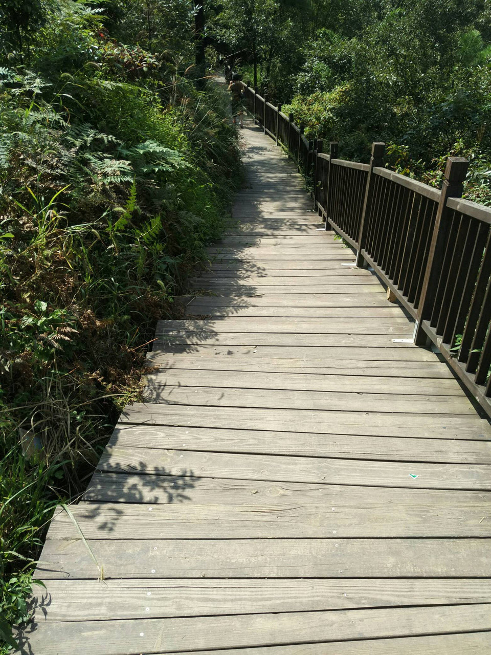 是从太湖大道穿越到大阳山再穿越到树山;网上有攻略,但没有具体的路线