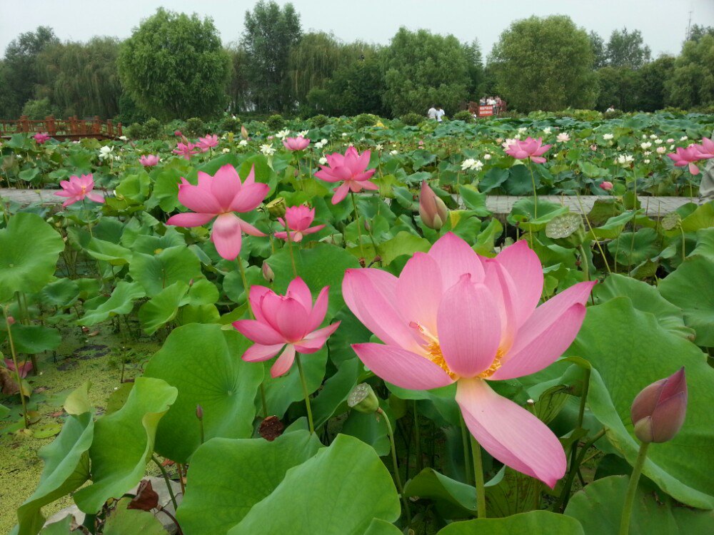 泗洪洪泽湖湿地旅游景点攻略图