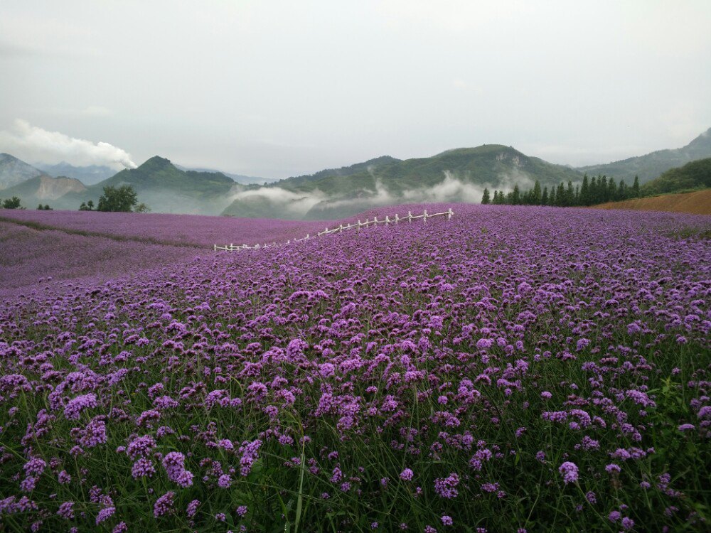 黔北花海