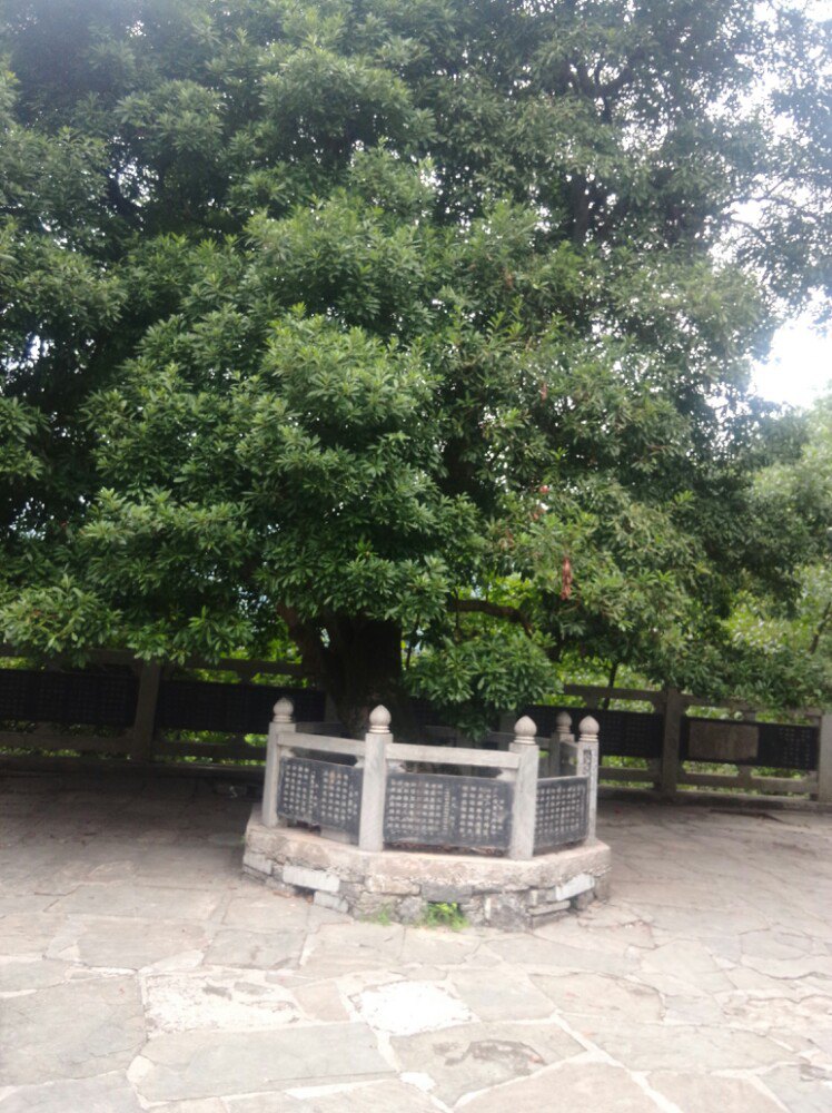 来凤杨梅古寨景区