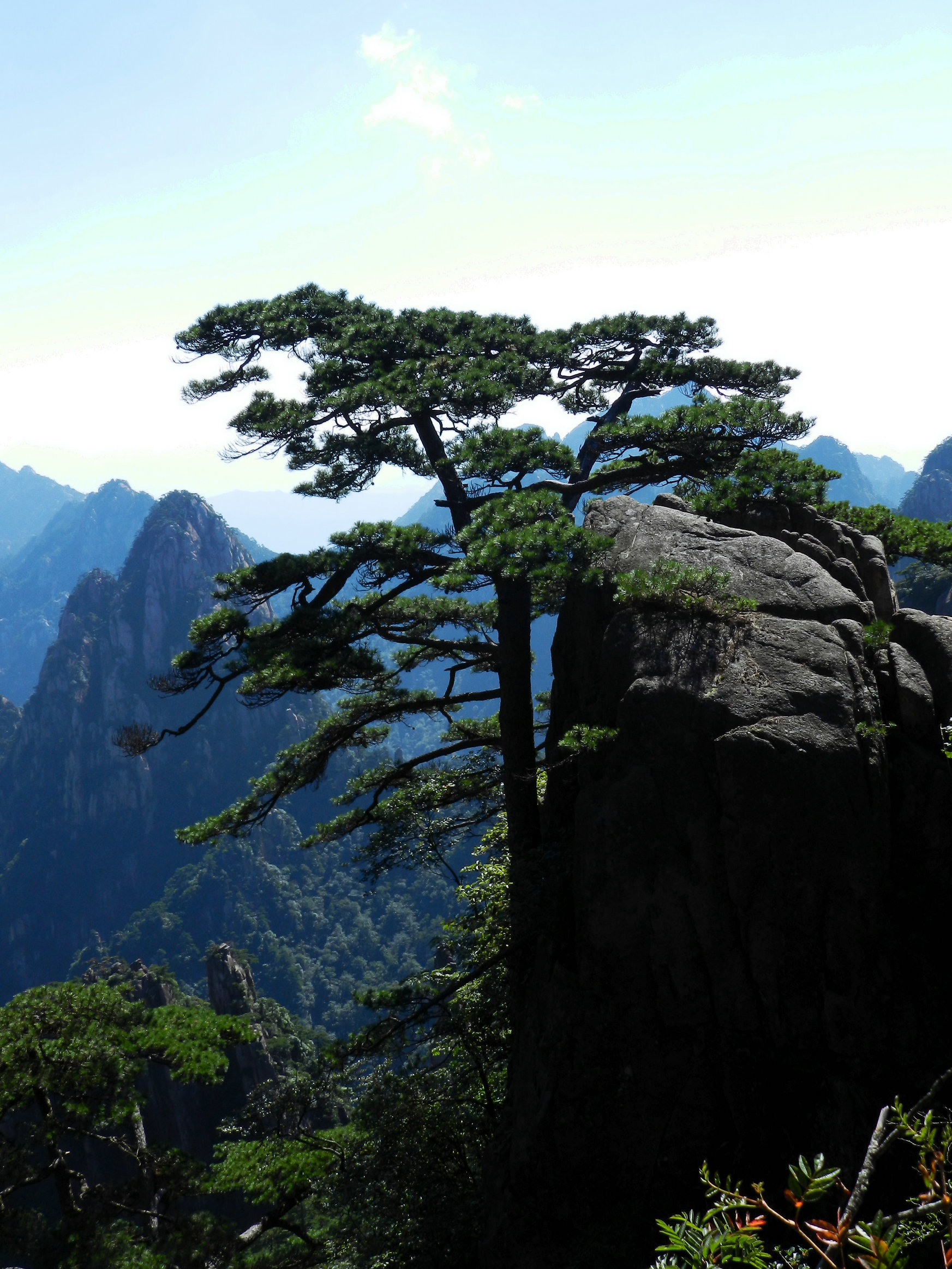 松树                             黄山的松树传承着几百年甚至上