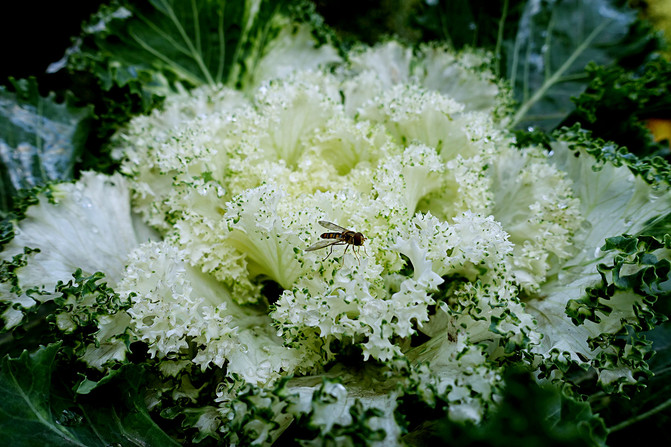 清音阁种植的花花菜,具体叫什么名字我也不知道,看起来真的很漂亮.