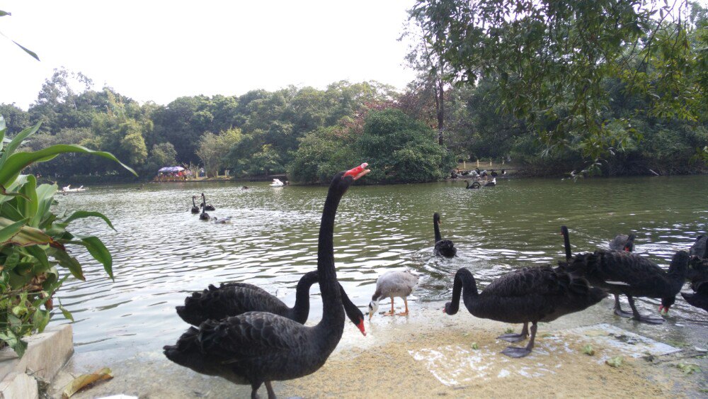 【携程攻略】广西南宁南宁动物园好玩吗,广西南宁动物