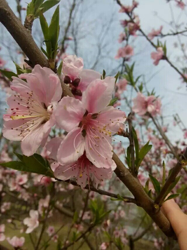 【携程攻略】安徽合肥植物园景点,春天去在合适不过了