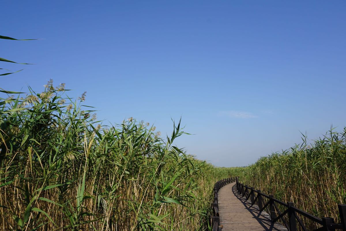 2019西沙湿地公园_旅游攻略_门票_地址_游记点评,崇明旅游景点推荐