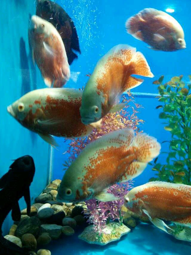 徐州水族展览馆