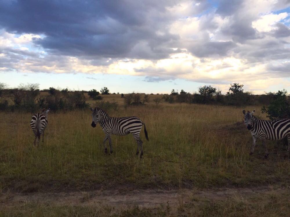 马赛马拉国家公园-肯尼亚