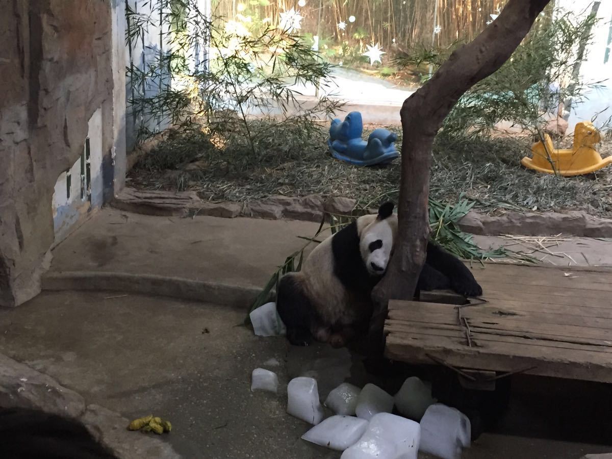 价格贵但有所值。北京和国外去了不少动物园,长隆确实最棒。真个动物园分为散养区和步行区,一般北门进南门出。如果带五岁一下小孩,可在入园时租儿童车,押金300,租金50.园子太大,大人一天走下来都累的不行。北门进来先做免费小火车,如果自驾车每车250(不含人的门的票)入园费。自驾的好处是遇上孩子喜欢的可以停下来看。就是贵。散养区的长颈鹿班吗非洲区好看。看完散养区去步行区,进门记得那张地图,规划一下线路。我们孩子小,就看主要的,看了猴,鸟,考拉,熊猫,在熊猫餐厅吃饭休息一小会真好看14:00大象演出。应该是公园