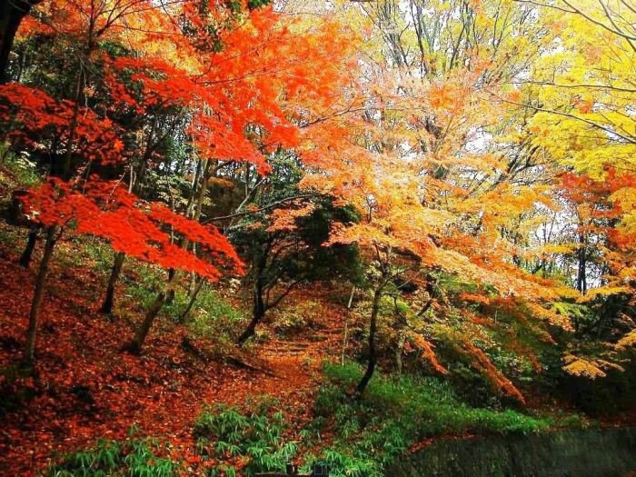 【携程攻略】北京香山公园好玩吗,北京香山公园景点样