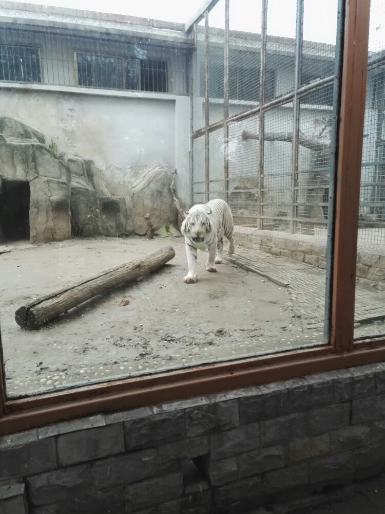 济南动物园jinan zoo