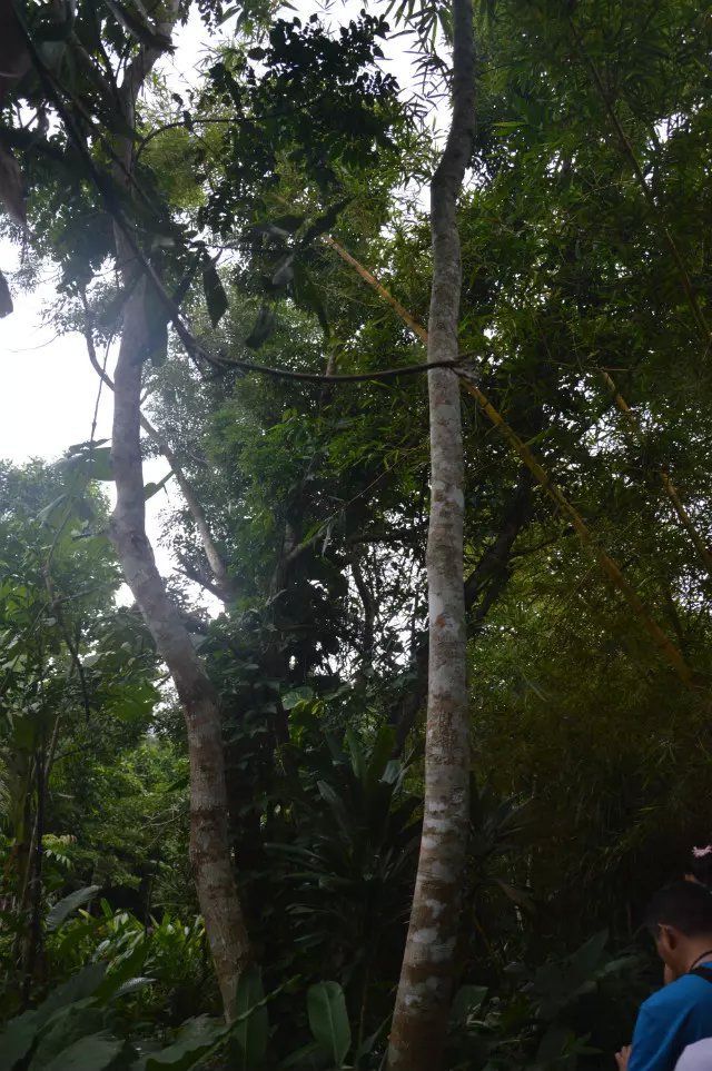 呀诺达雨林文化旅游区