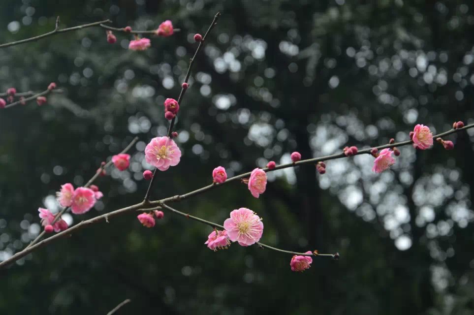 灵峰探梅
