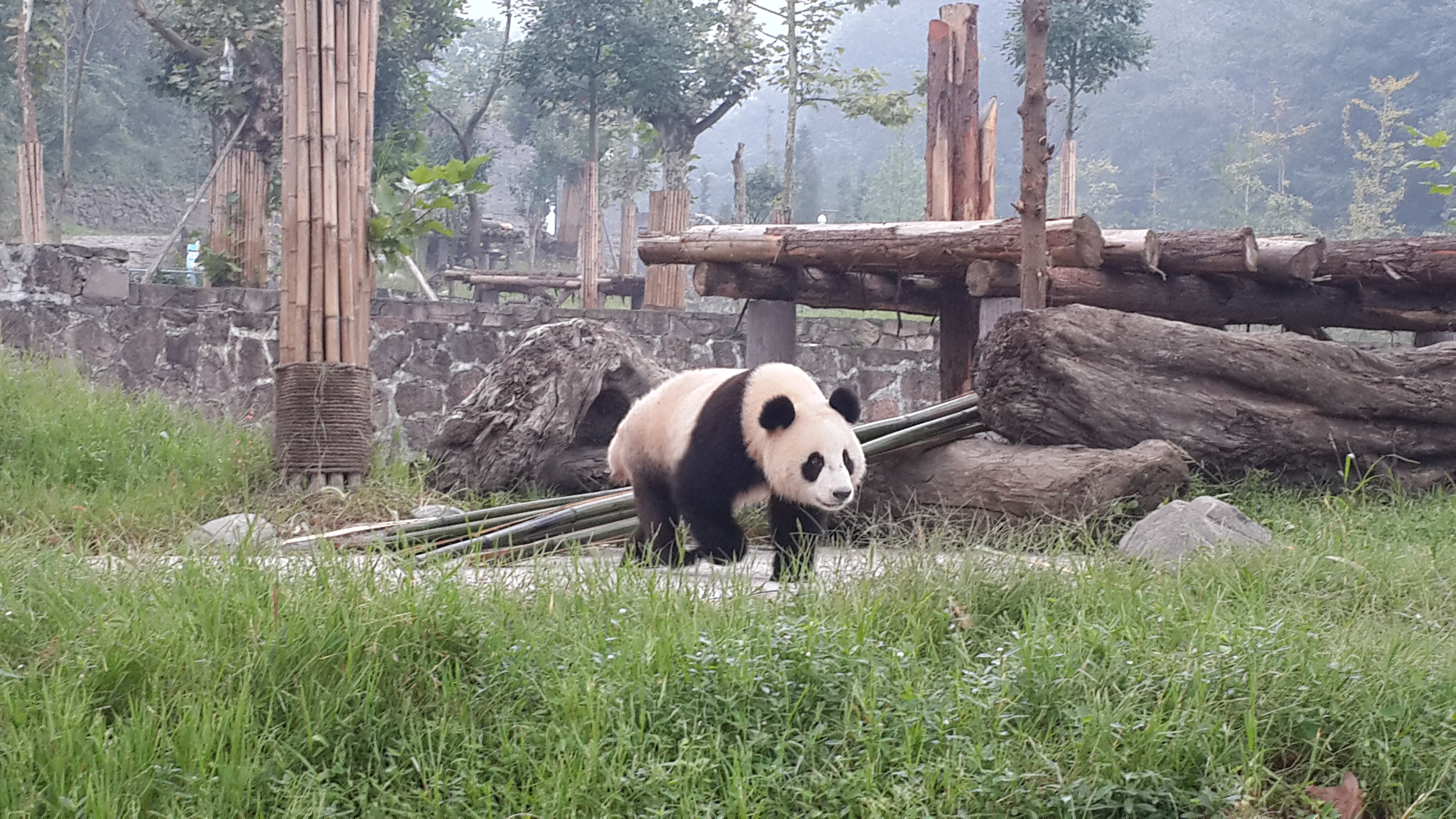 中国大熊猫保护研究中心都江堰基地