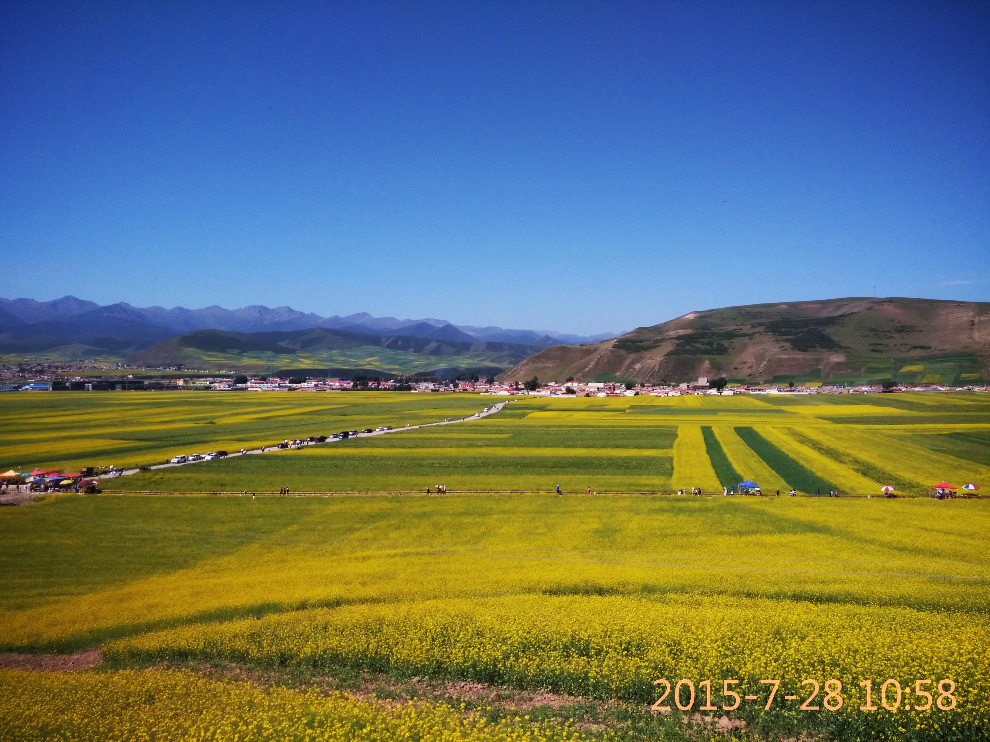 油菜花海适合单独旅行旅游吗,门源百里油菜花海单独旅行景点推荐/点评