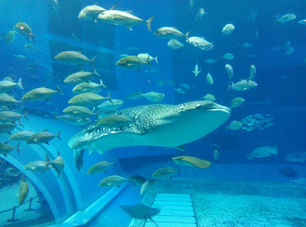 冲绳美丽海水族馆