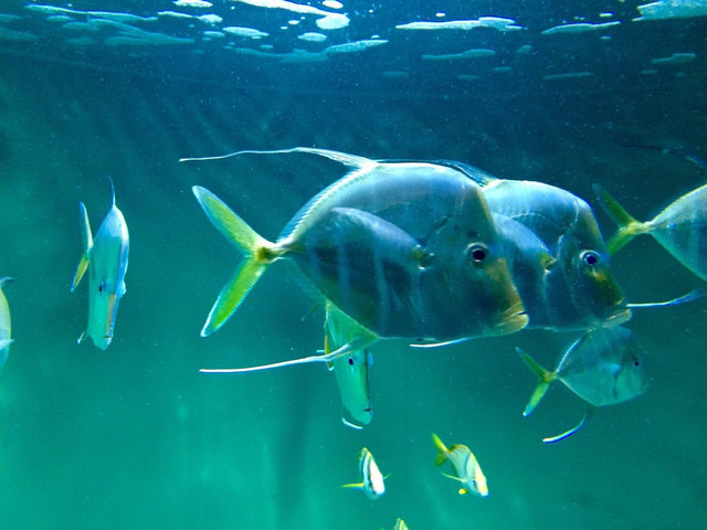 葛西临海公园水族馆