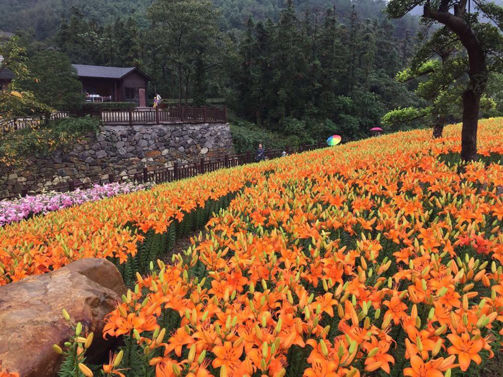 东钱湖南苑花博园