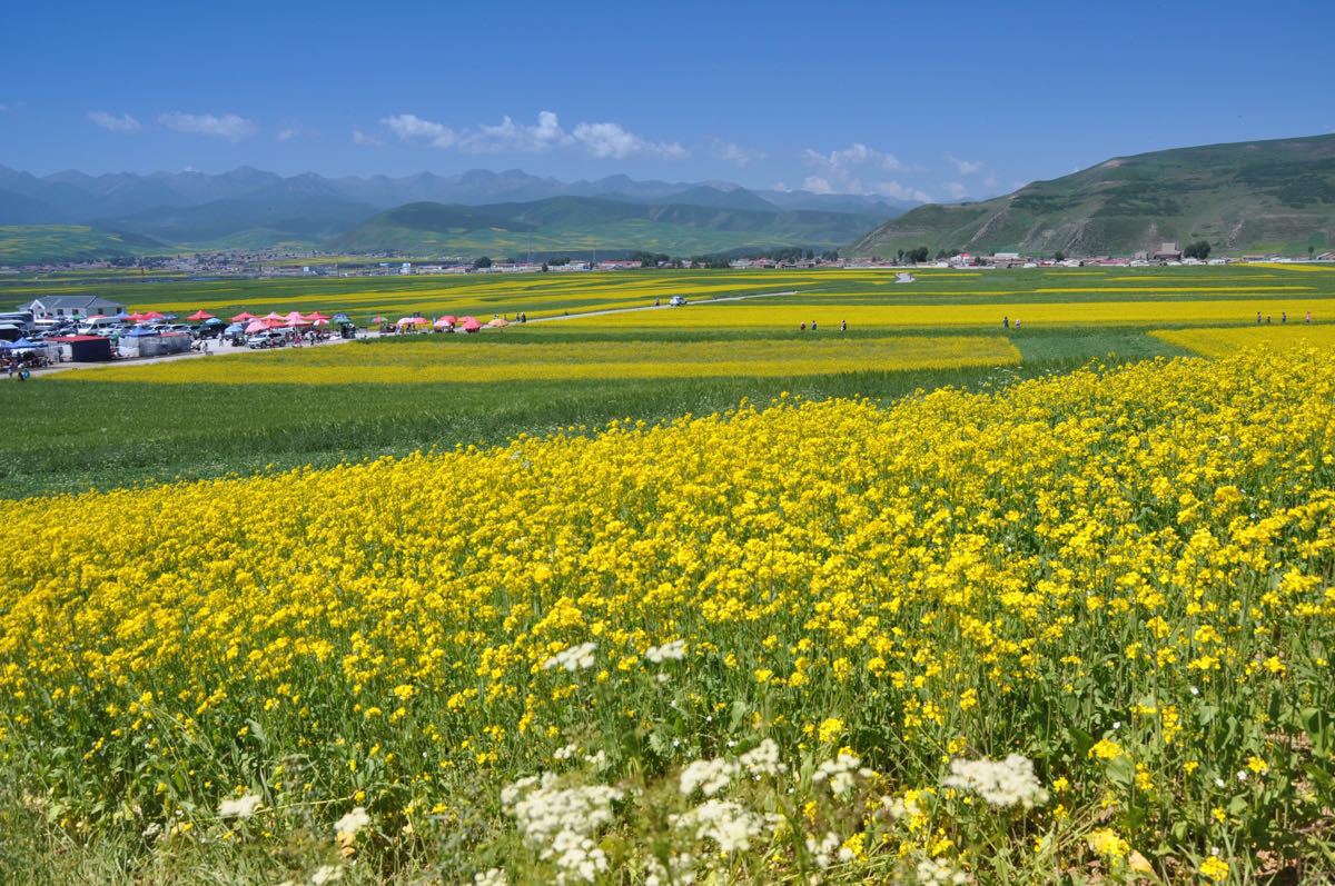 门源油菜花