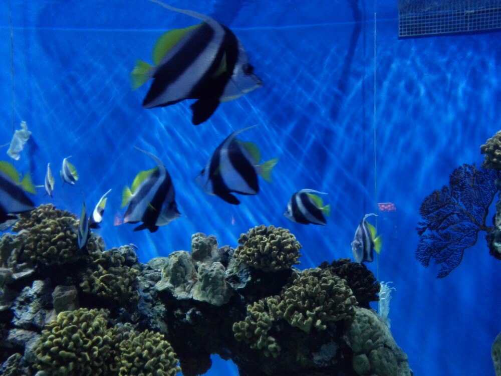 壁纸 海底 海底世界 海洋馆 水族馆 桌面 1000_750