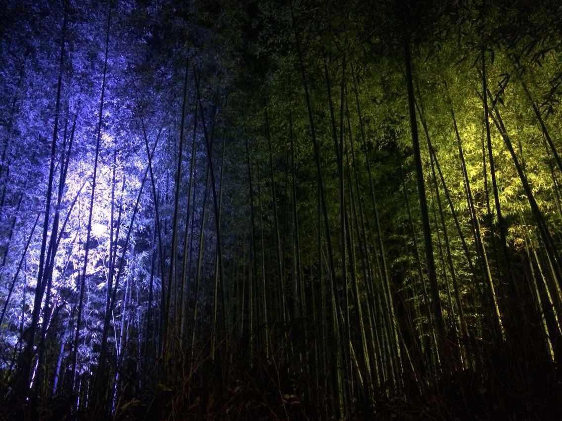 嵯峨野竹林