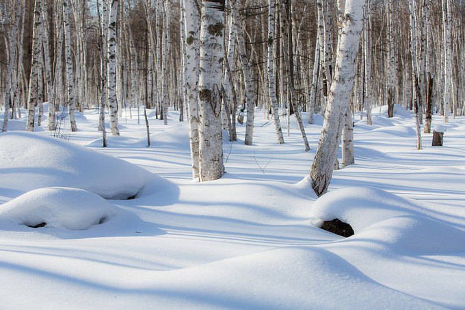 白桦林是优雅的,高傲挺直的树干上面是被雪覆盖的枝条,阳光下雪地上